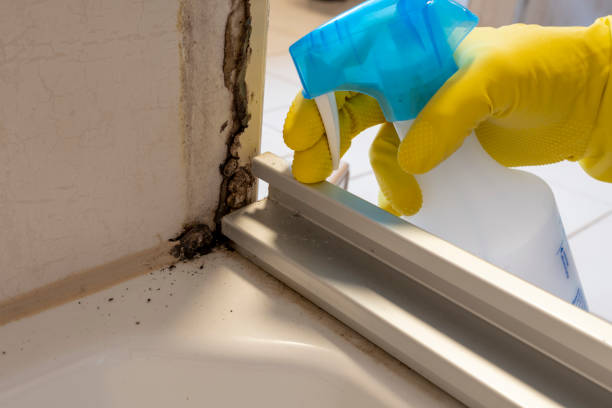 Why You Should Choose Our Mold Remediation Services in Thermalito, CA